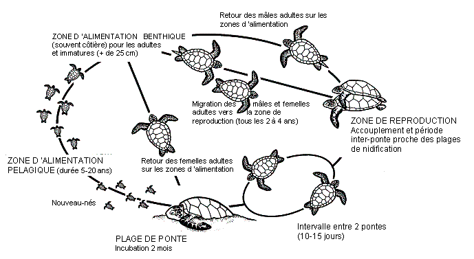 Reproduction de Lanyon et al., 1989.