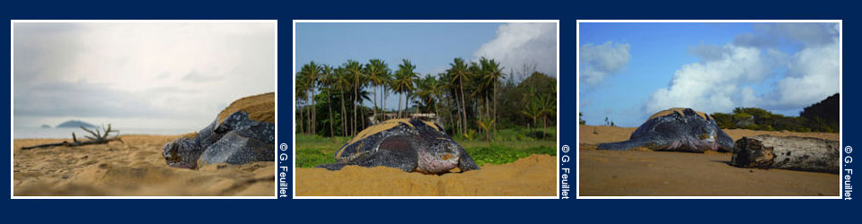 Photos Tortues luth